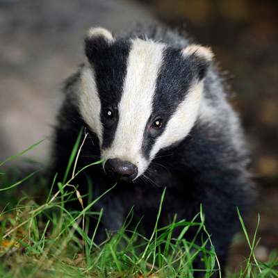Badger Badgerson
