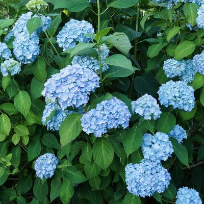 derbusch@mastodon.online