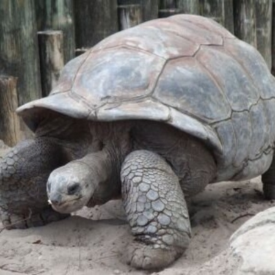 The_Turtle_Moves@mastodon.online