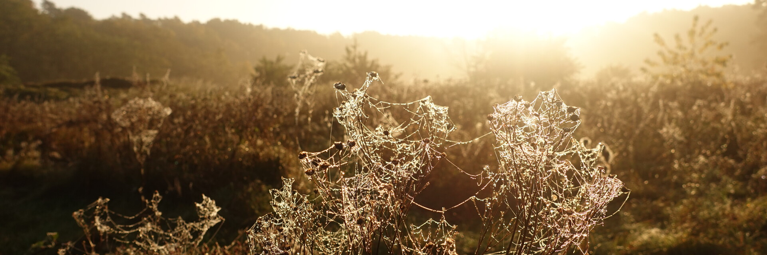 Header Image