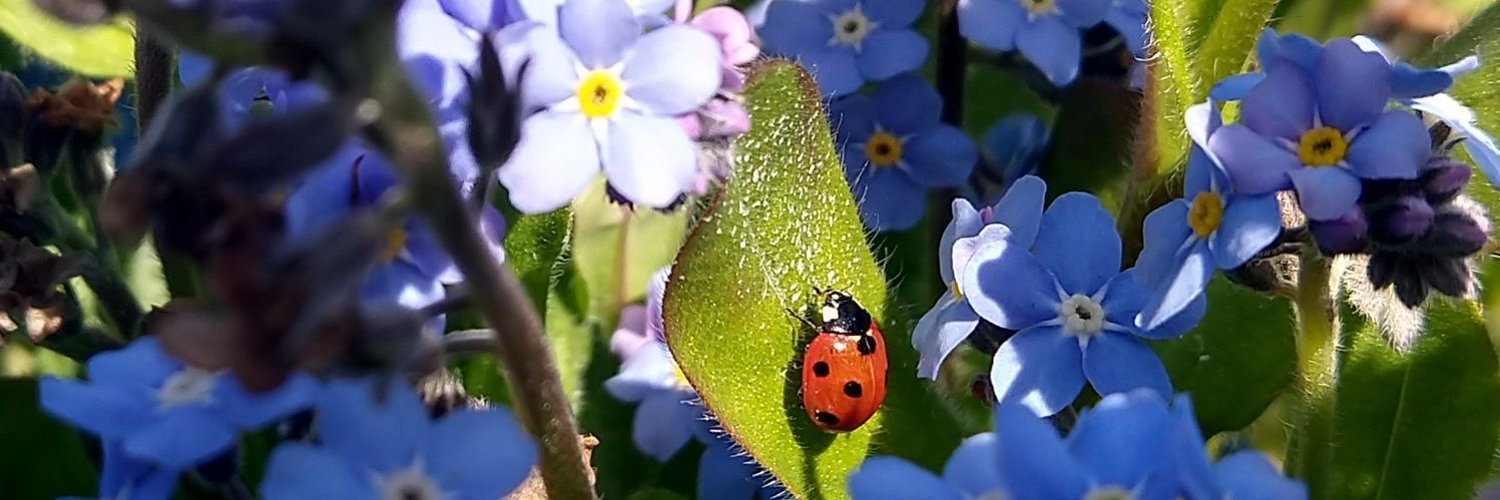 Header Image