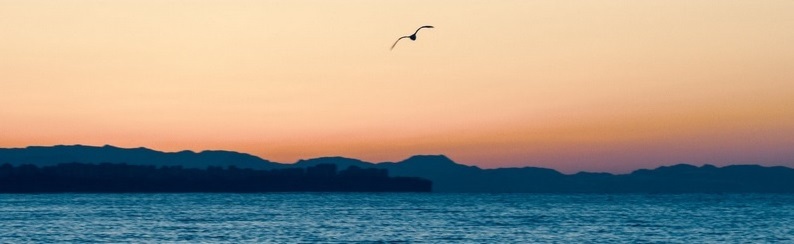 Profile Banner