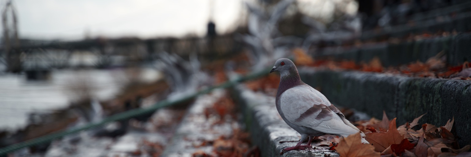 Header Image