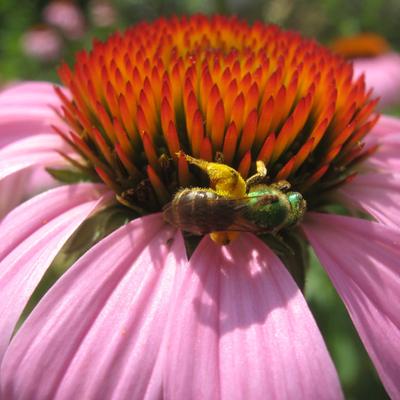 jadebees's avatar