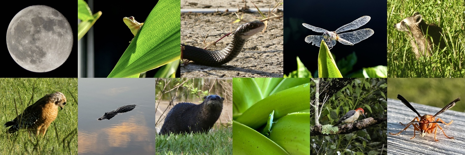 mycrowgirl's profile header