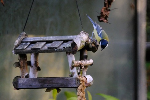 A great tit, sitting on top of a wooden bird feeder, looking what's inside.
