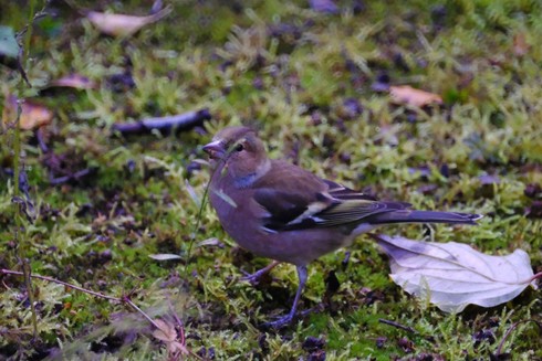 A small brown bird on mossy ground.