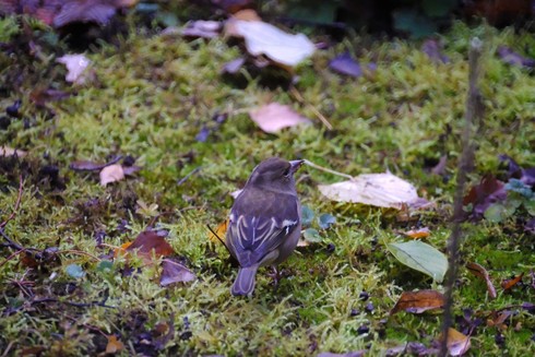 A small brown bird on mossy ground.