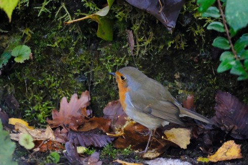 A European robin, or redbreast, sitting on the ground between autumn leaves and moss.