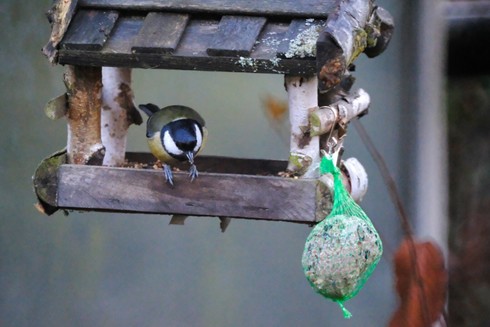A small yellow, white, and black bird in a wooden bird feeder.