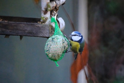 A small yellow, white, black and blue bird in a wooden bird feeder.