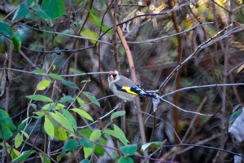 A small grey, black, white, yellow, and red bird, sitting in a bush.