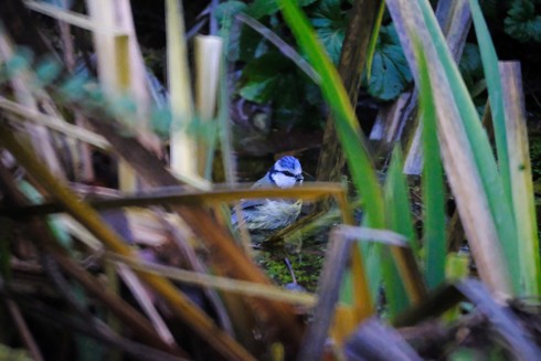 A blue tit between blades of reed.