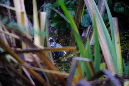 A blue tit, splashing around in water between blades of reed.