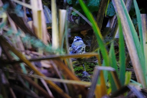 A wet blue tit between blades of reed.