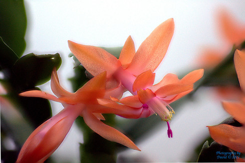 Orange Christmas Cactus Focus Stacked