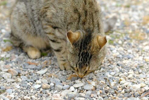 A tabby cat, sniffing around on gravel.