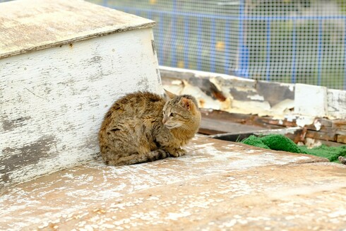A tabby cat sits on top of a retired fishing boat and looks to the left side of the photo.