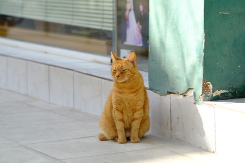 A red tabby cat, sitting on the sidewalk in front of a store.