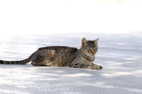 A tabby cat, resting in the shadow of a tree on a very even stone floor.