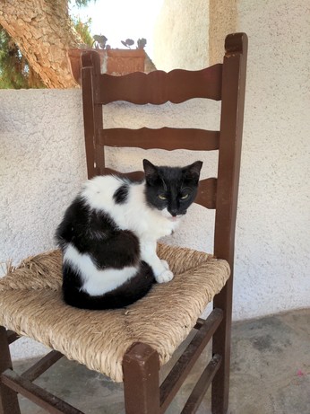 A black-and-white cat sits on a brown wooden chair, looking rather tired.
