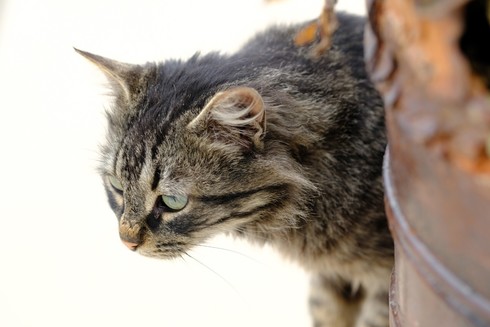 A tabby cat, peeking from behind a large clay pot.
