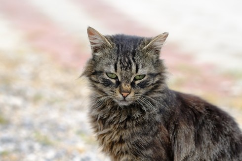 A fluffy tabby cat with nice whiskers, looking at the camera.
