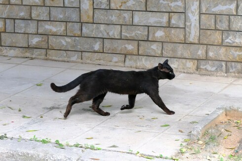 A black cat, walking from left to right in front of a stone wall.