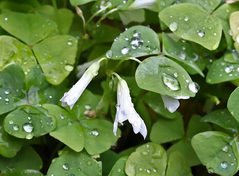 Shamrock After the Rain