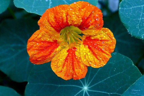Orange and Yellow Nasturtium