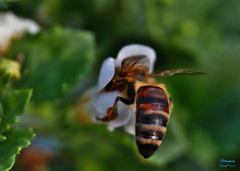 Honey bee and Bacopa Blossom