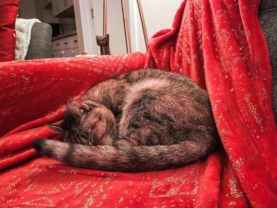 My torbie cat curled up on a red and gold throw blanket