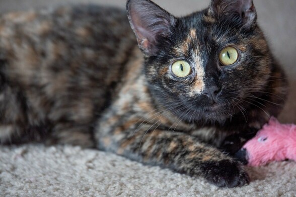 Cute Calico Cat.  Ketzie