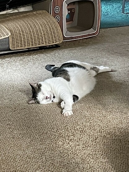 Estelle the cat lying out full stretch on the floor