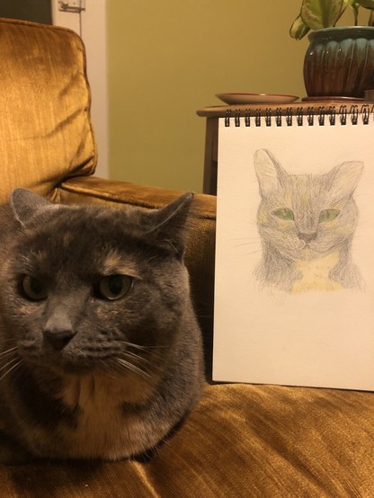 A color pencil portrait of a dilute tortie grey and golden orange cat is sitting on a gold chair next to the cat itself. The cat in the drawing looks happy while the cat in the picture looks incredulous. Both are looking at the camera