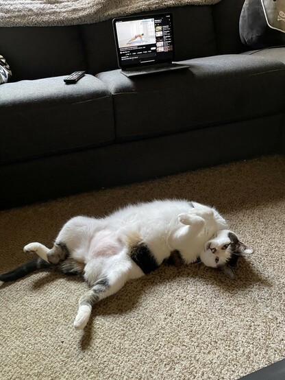 Cat with a belly trap
