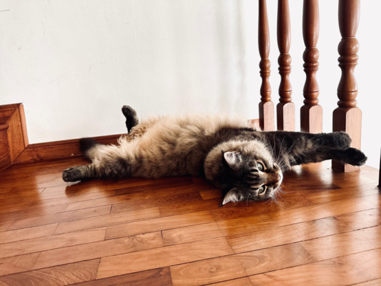 階段上でへそ天で伸びをするメインクーンのフーちゃん。
Frisk, the Maine Coon, stretching his body leisurely on his back on top of the staircase.