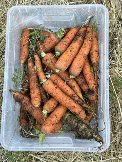 A bin full of dirty carrots