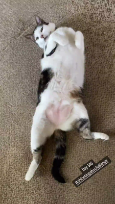 Cat lying on back showing a very touchable belly trap
