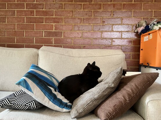 A black cat sits resplendent on a pile of cushions on a sofa, facing to the right.