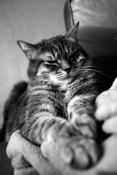 Photo en noir et blanc de mon chat, se reposant, sur sa couverture sur le canapé, les pattes en avant.
