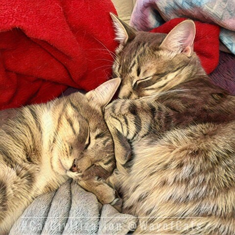 two gray tabby cuddles cuddling against a red throw, with one's paw knuckled over on the other one's head illustrating The Myth of the Dominant Cat