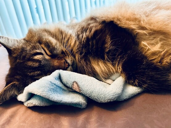 ベッドの上でライトブルーのタオルケットを抱きしめながらすやすや寝ているタビーのメインクーン猫。