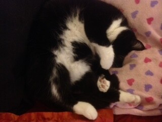 A black and white cat is rolled on her back exposing a white tummy. One front paw is over her face. The other front paw is exposing the pink pads on the bottom paw. She lies on a pink blanket with lavender and red hearts on it.