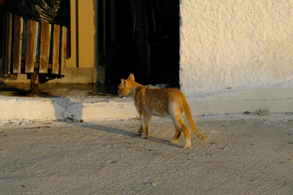 A red tabby cat, walking away from the camera in low warm yellow light.