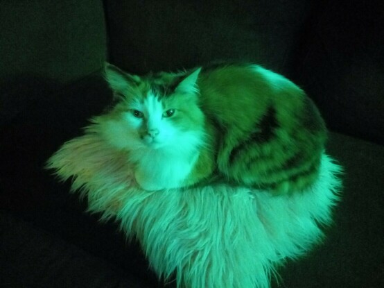 A white and brown long-haired cat loafed on a fluffy, white, square cushion, both bathed in green light.