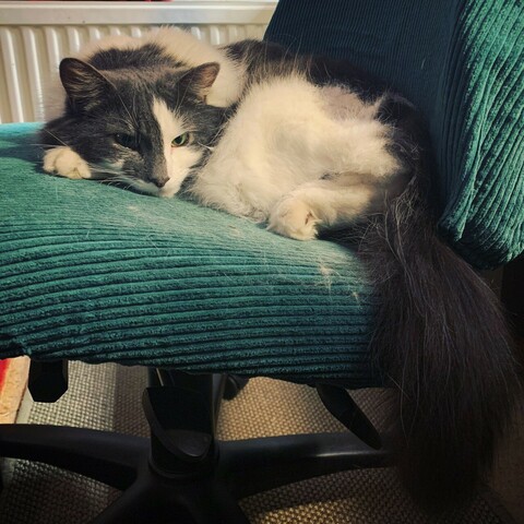 A white and grey long-haired cat curled up on a chair.