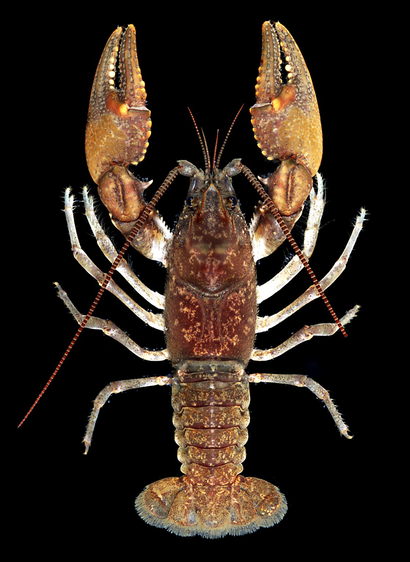 A dorsal image of a crayfish with a brown and tan speckled body and white legs