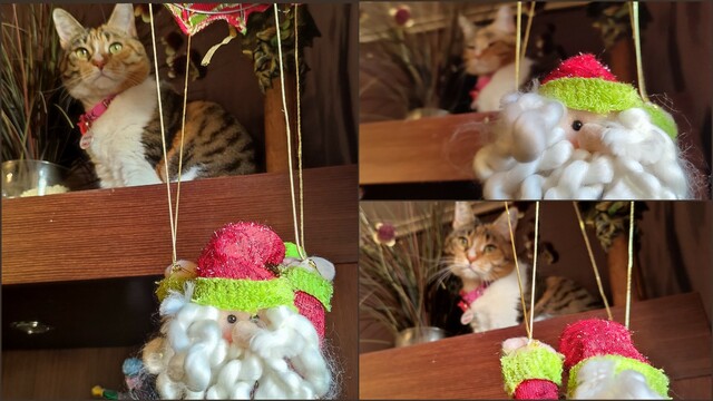 A compilation of 3  pictures taken from a slightly different angle, showing a calico kitty having climbed up on top of a wooden display cabinet, staring down at a cute Santa hanging ornament with a particularly ominous look on her face.