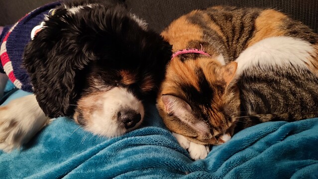 A close up picture of a cavalier spaniel dog sleeping next to a calico kitty on a velvet blanket on the couch. The cat is curled up and using both her front paws as a pillow to rest her head, and the dog is leaning on her, his head gently touching hers.